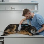 easiest vet schools to get into in us